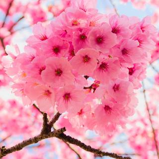 Pink trees 4k wallpaper