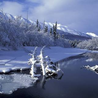 Alaska winter frost wallpaper