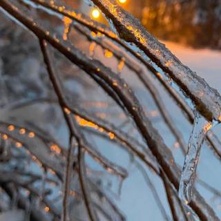 Alaska winter frost wallpaper