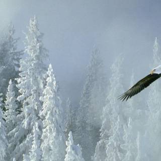 Alaska winter frost wallpaper