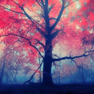 Pink trees 4k wallpaper