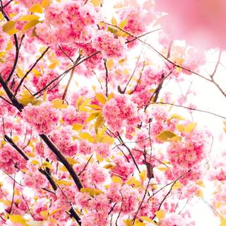 Pink trees 4k wallpaper