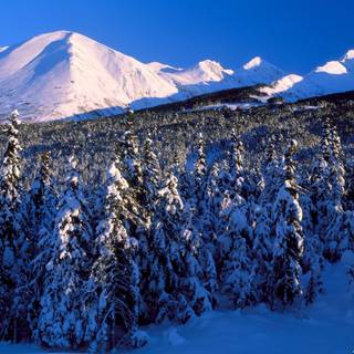 Alaska winter frost wallpaper