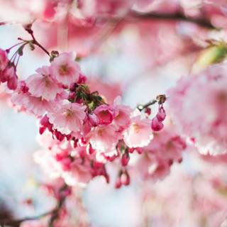 Pink trees 4k wallpaper