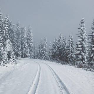 Alaska winter frost wallpaper