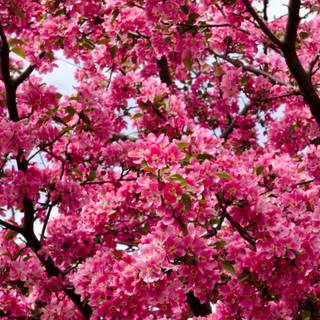 Pink trees 4k wallpaper