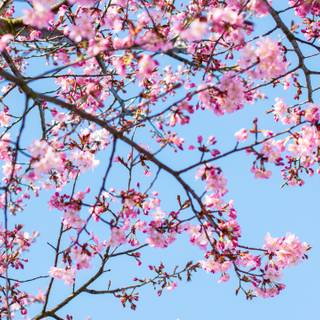 Pink trees 4k wallpaper