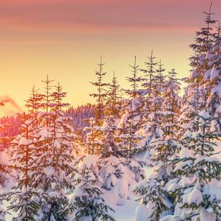 Alaska winter frost wallpaper