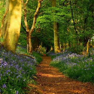 Spring jungle wallpaper