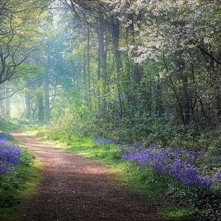 Spring jungle wallpaper