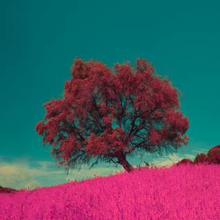 Pink trees 4k wallpaper
