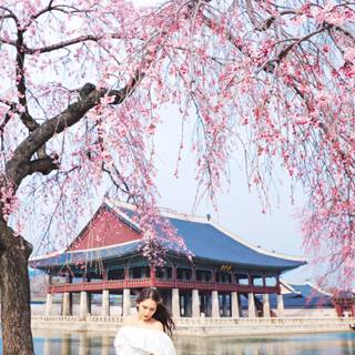 Spring Seoul wallpaper