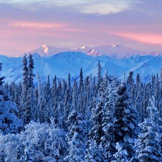 Alaska winter frost wallpaper