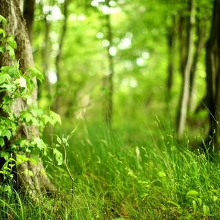 Spring jungle wallpaper