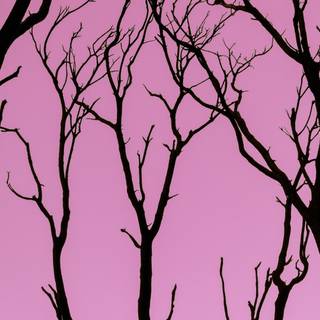 Pink trees 4k wallpaper