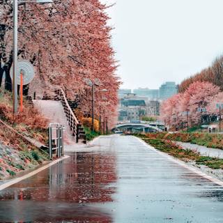 Spring Seoul wallpaper