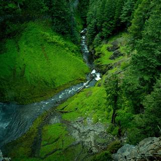 Spring jungle wallpaper