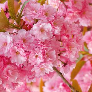 Pink trees 4k wallpaper