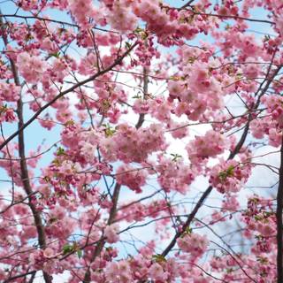 Pink trees 4k wallpaper