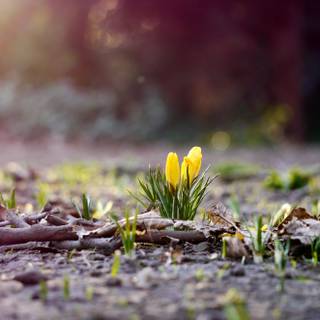 Spring jungle wallpaper