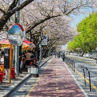 Spring Seoul wallpaper