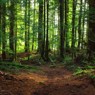 Spring jungle wallpaper