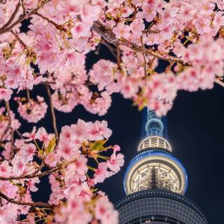Spring Seoul wallpaper
