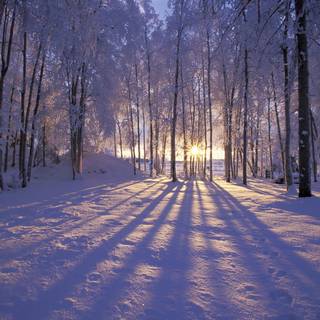 Alaska winter frost wallpaper