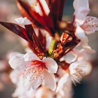 Light red spring wallpaper