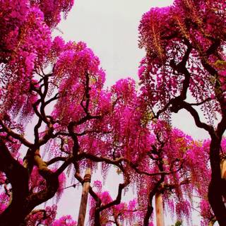 Pink trees 4k wallpaper