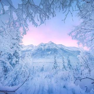 Alaska winter frost wallpaper