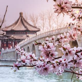 Spring Bejing wallpaper