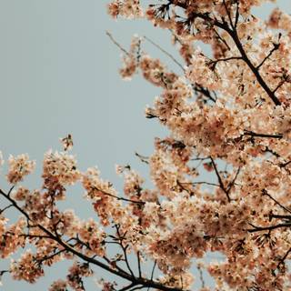 Spring Seoul wallpaper