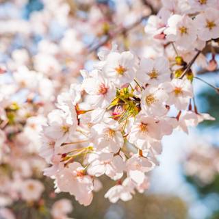 Spring Seoul wallpaper