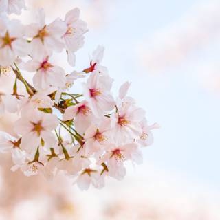 Spring Seoul wallpaper