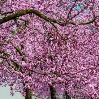 Pink trees 4k wallpaper
