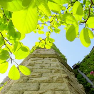 Spring Seoul wallpaper