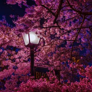 Pink trees 4k wallpaper