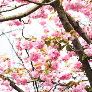 Pink trees 4k wallpaper