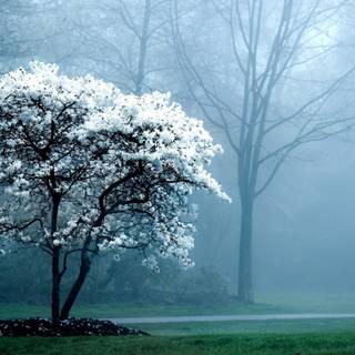 Spring jungle wallpaper