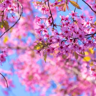 Pink trees 4k wallpaper