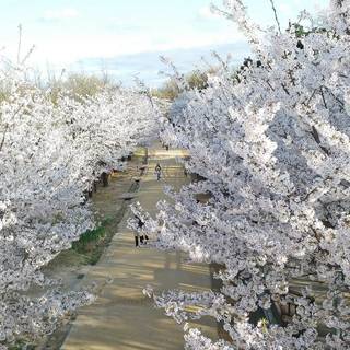 Spring Seoul wallpaper