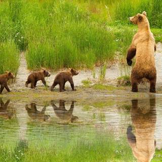 Spring bears wallpaper