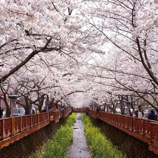 Spring Seoul wallpaper