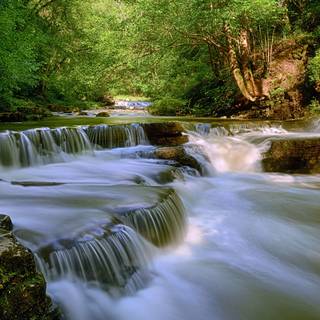 Spring jungle wallpaper