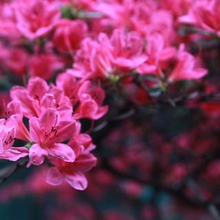 Spring Seoul wallpaper