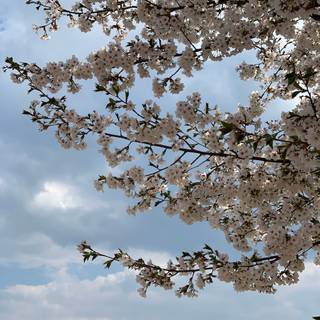 Spring Seoul wallpaper