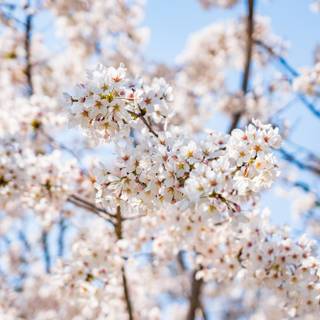 Spring Seoul wallpaper