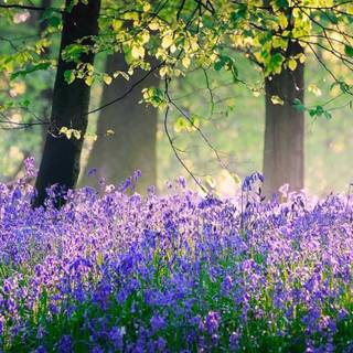 Spring jungle wallpaper