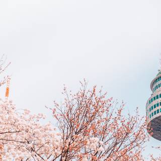 Spring Seoul wallpaper